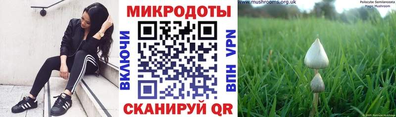Галлюциногенные грибы Psilocybine cubensis Златоуст